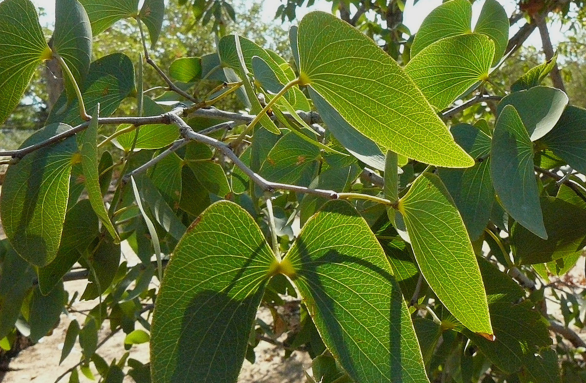 Mopane Gin Tree Planting